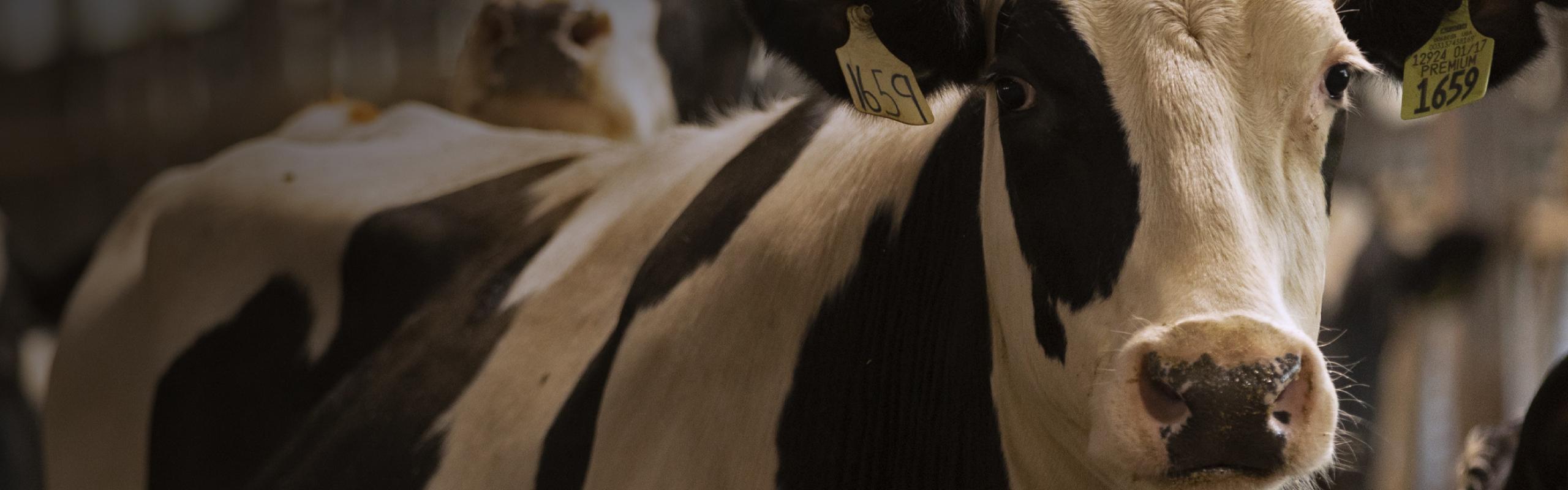 Dairy Reproductive Management Boehringer Ingelheim Animal Health